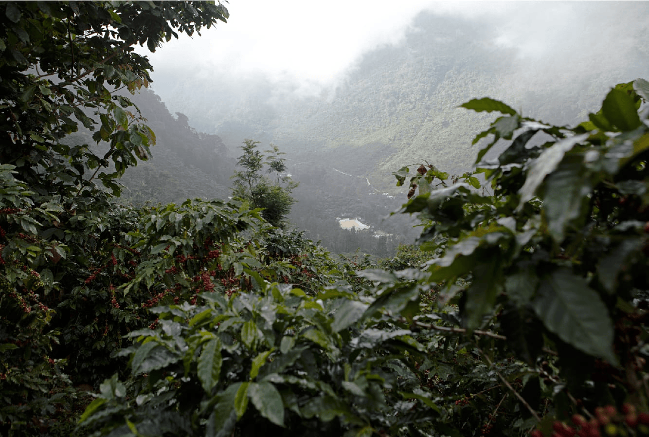 Fincas de café en Nebaj